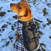 Alpine All-Weather Dog Coat -Black and White Plaid