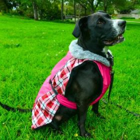 Alpine All-Weather Dog Coat - Raspberry Plaid (Option: X-Small)