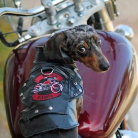 Biker Dawg - Pink (Option: X-Small)