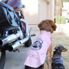 Biker Dawg - Pink