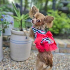 NEW Cherry Stripe Harness Dress with Matching Leash New Spring 2024 (Option: X-Small)