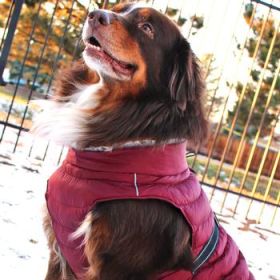 Alpine Extreme Cold Puffer Coat - Burgundy (Option: 5X-Large)