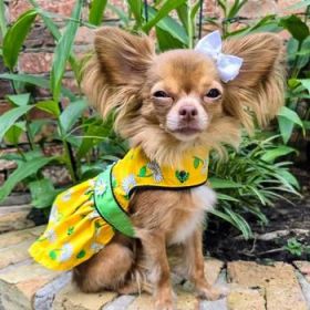 Ladybugs and Daisies Dog Dress with Matching Leash (Option: Xlargee)