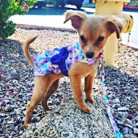 Purple Butterfly Dog Dress with Matching Leash (Option: X-Large)