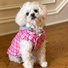 Weekender Dog Sweatshirt Hoodie - Pink and White Plaid Fabric (Option: X-Large)