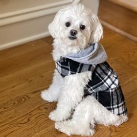 Weekender Dog Sweatshirt Hoodie Black & White Plaid Flannel (Option: Large)