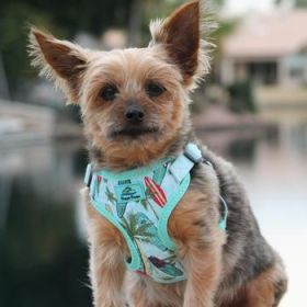 Wrap and Snap Choke Free Dog Harness - Surfboards and Palms (Option: Large)