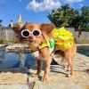 Ladybugs and Daisies Dog Dress with Matching Leash