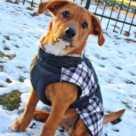 Alpine All-Weather Dog Coat -Black and White Plaid (Option: X-Small)