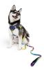 American River Ombre Leash - Cosmic Splash