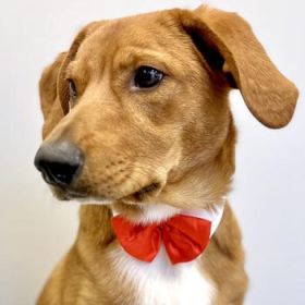 White Collar with Red Satin Bow Tie (Option: Small)