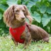 Wrap and Snap Choke Free Dog Harness - Flame Red